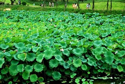 【紀檢監察室】芝蘭花開 清風徐來