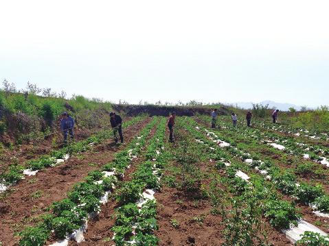 情系馬王結碩果 產業扶貧拔窮根